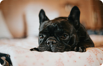 Cachorro para adoção